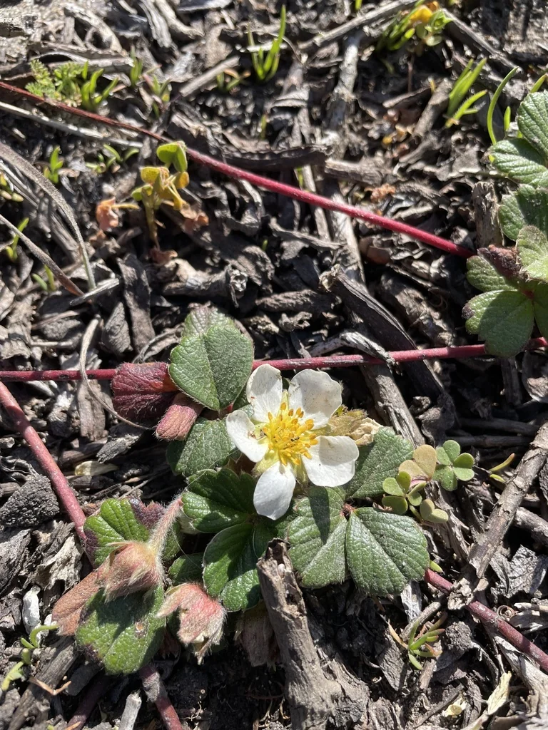 Fragaria chiloensis