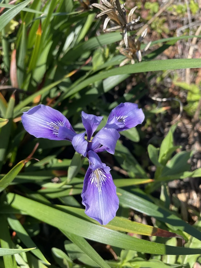 Iris Douglasiana