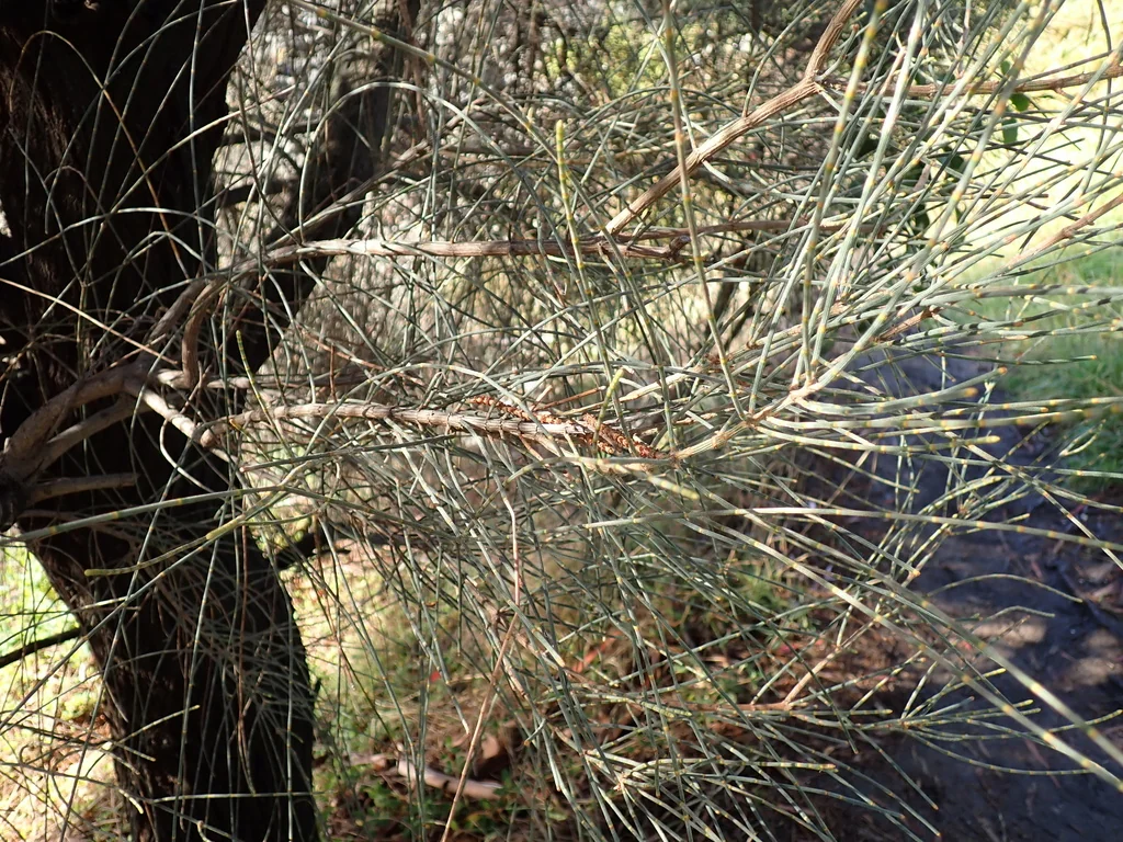 Casuarina stricta