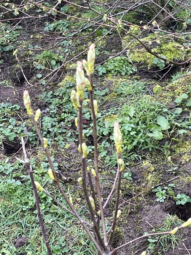 Rhododendron Luteum