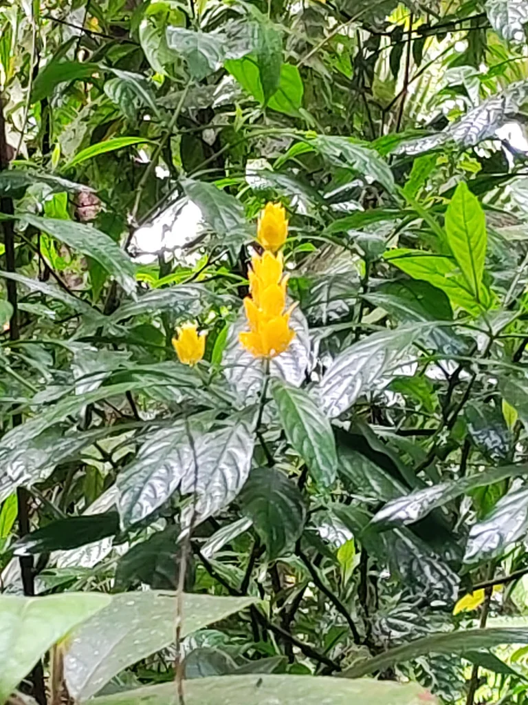 Pachystachys Lutea