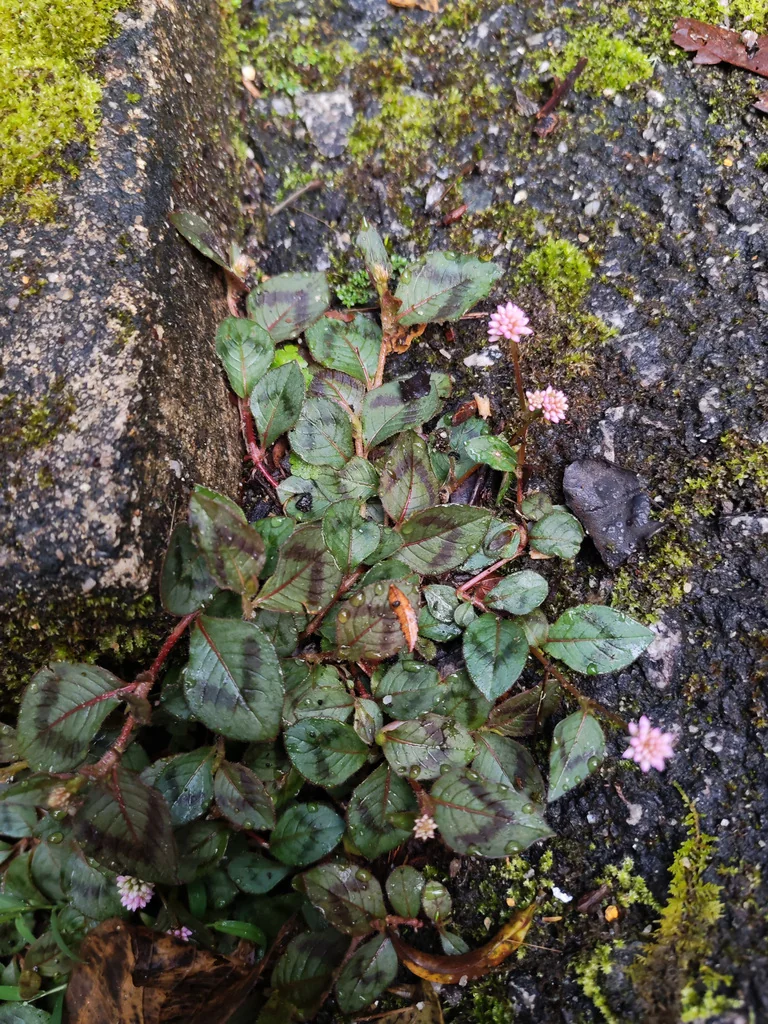 Persicaria Capitata