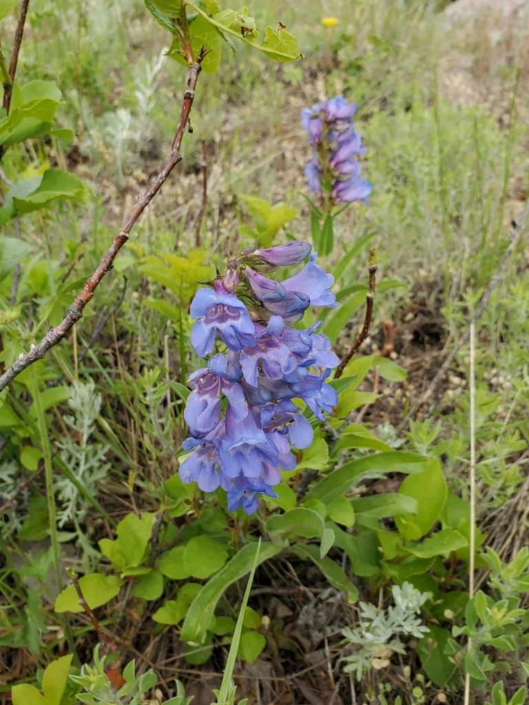 Penstemon Glaber