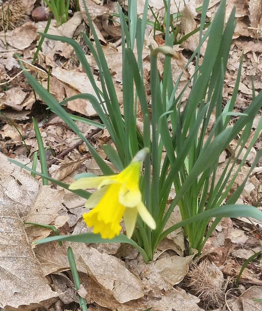Narcissus Pseudonarcissus