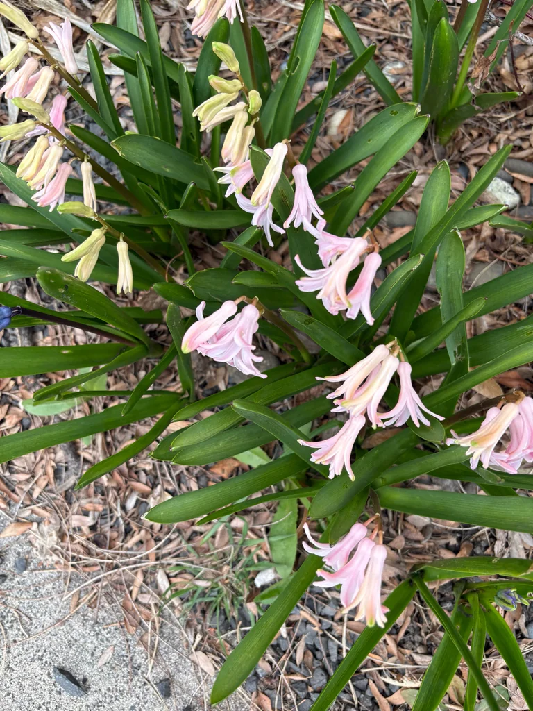 Hyacinthus Orientalis