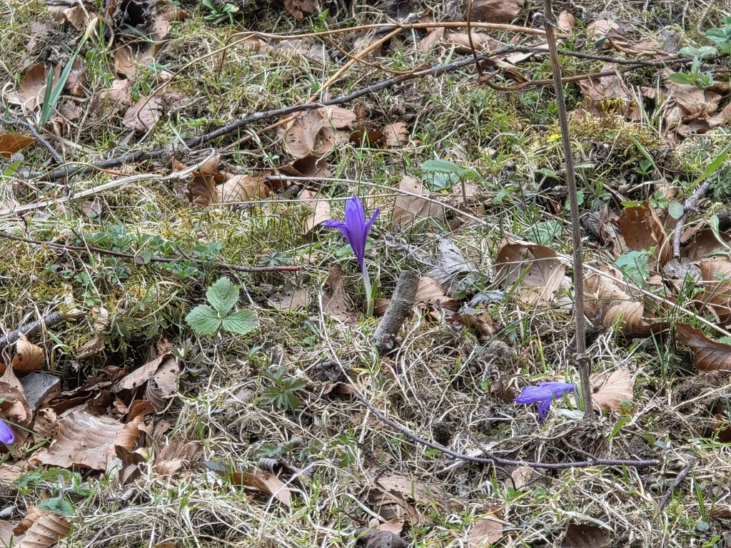 Crocus Vernus