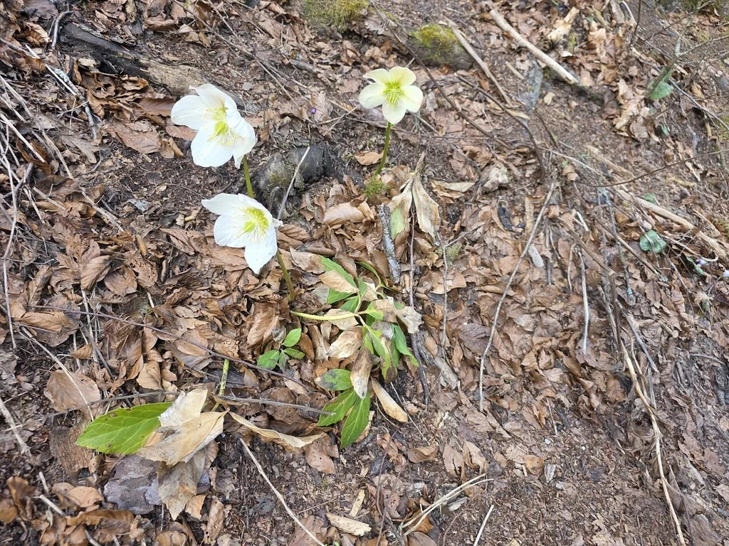 Helleborus Niger