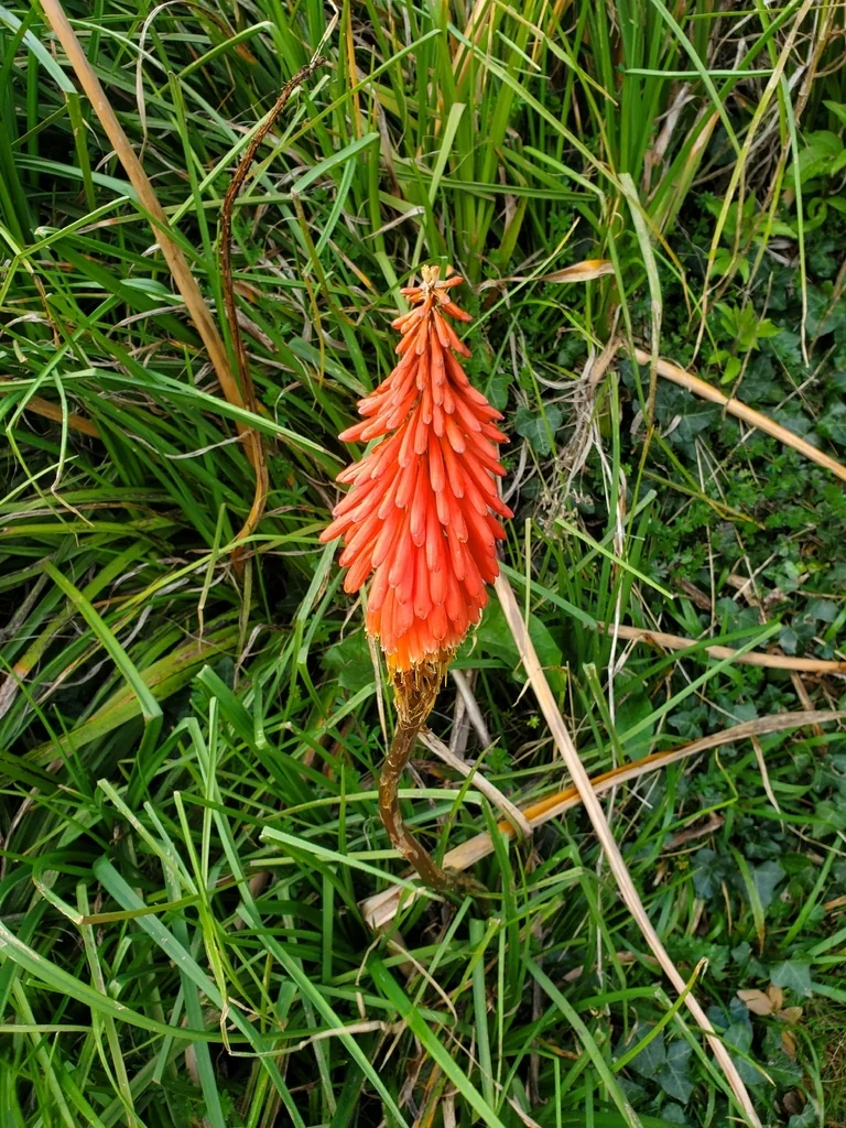 Kniphofia Uvaria