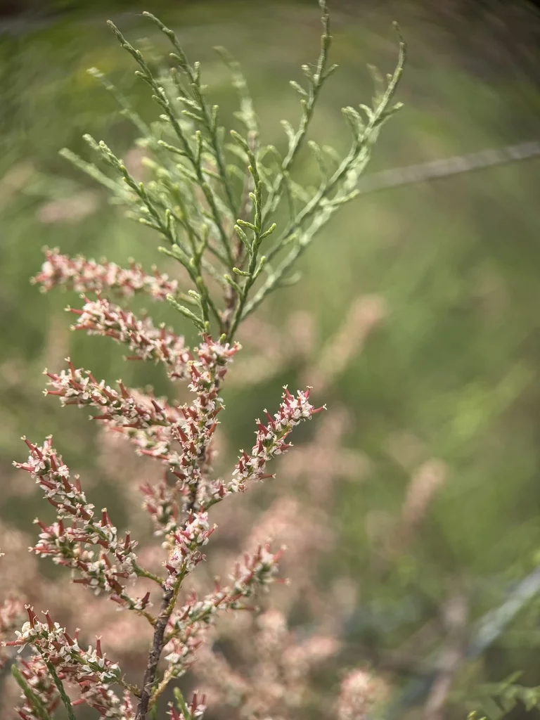 Tamarix Parviflora