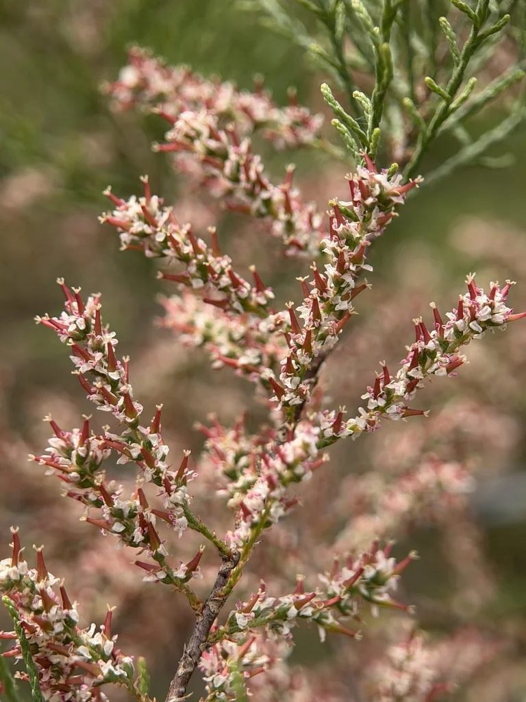 Tamarix Parviflora