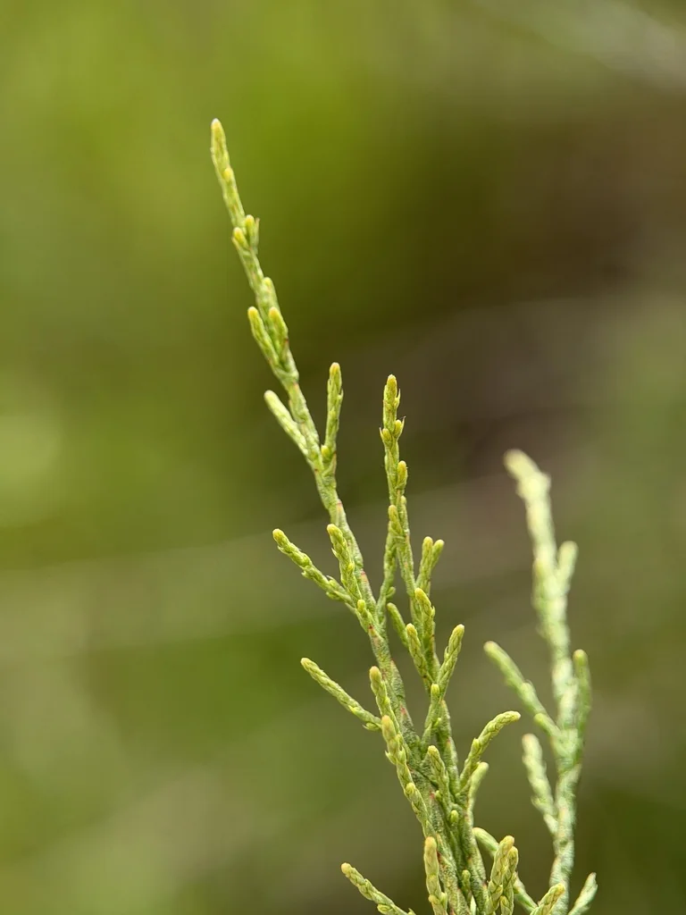 Tamarix Parviflora