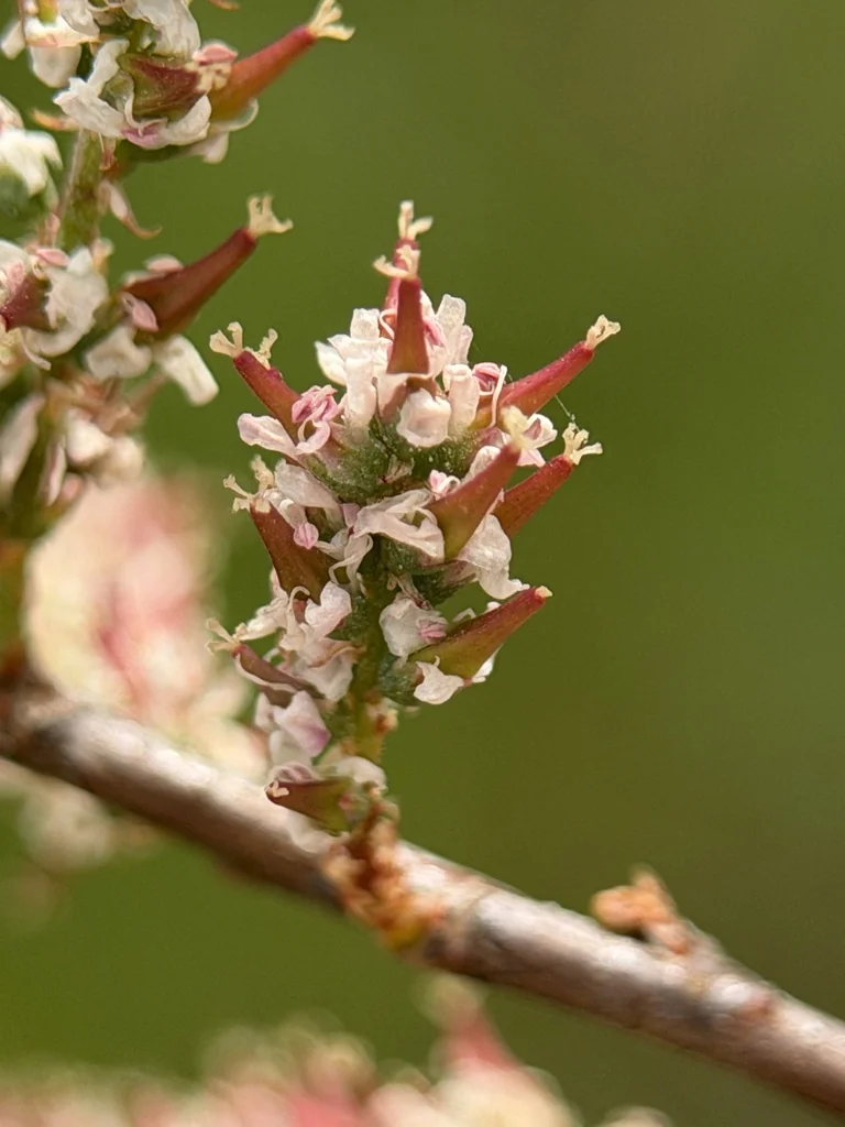 Tamarix Parviflora