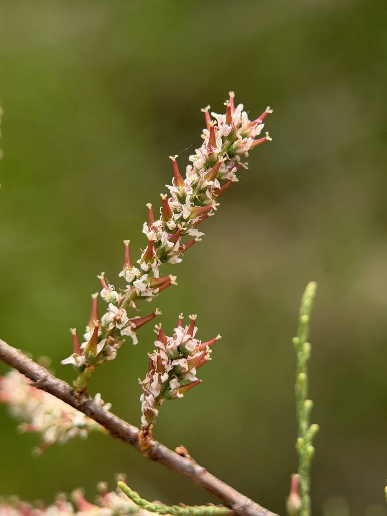 Tamarix Parviflora