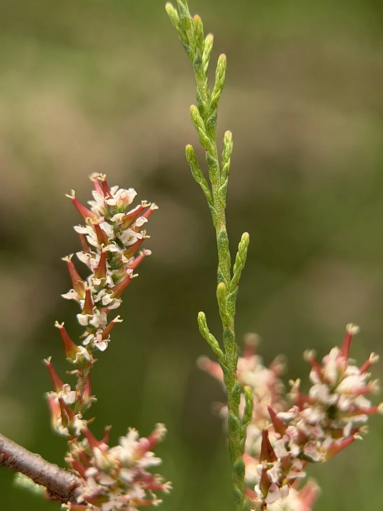 Tamarix Parviflora