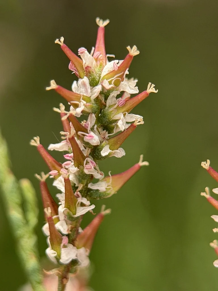 Tamarix Parviflora