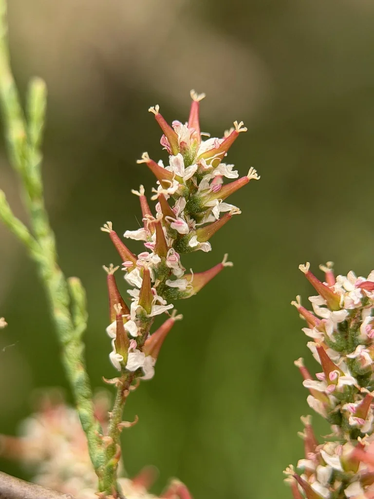 Tamarix Parviflora
