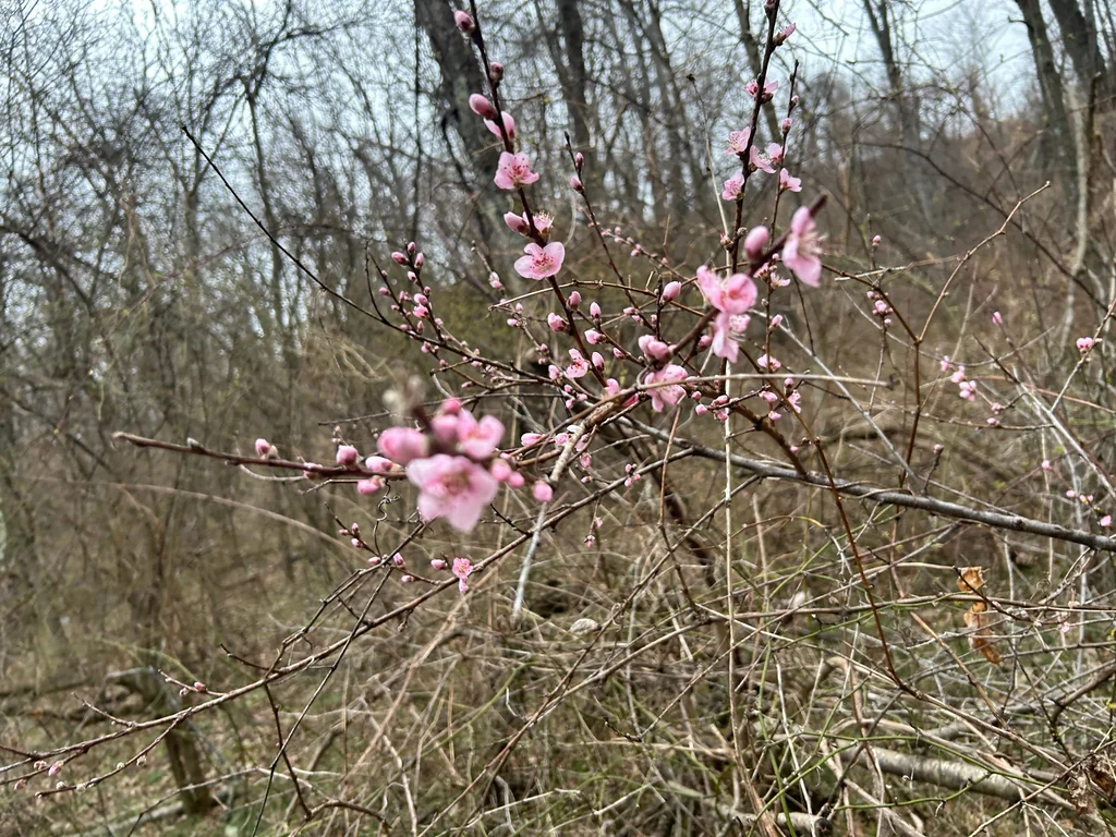 Prunus Persica