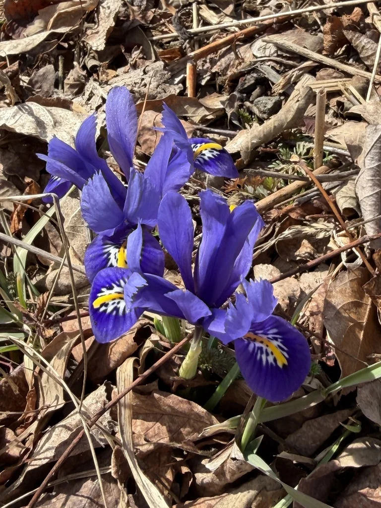 Iris Reticulata