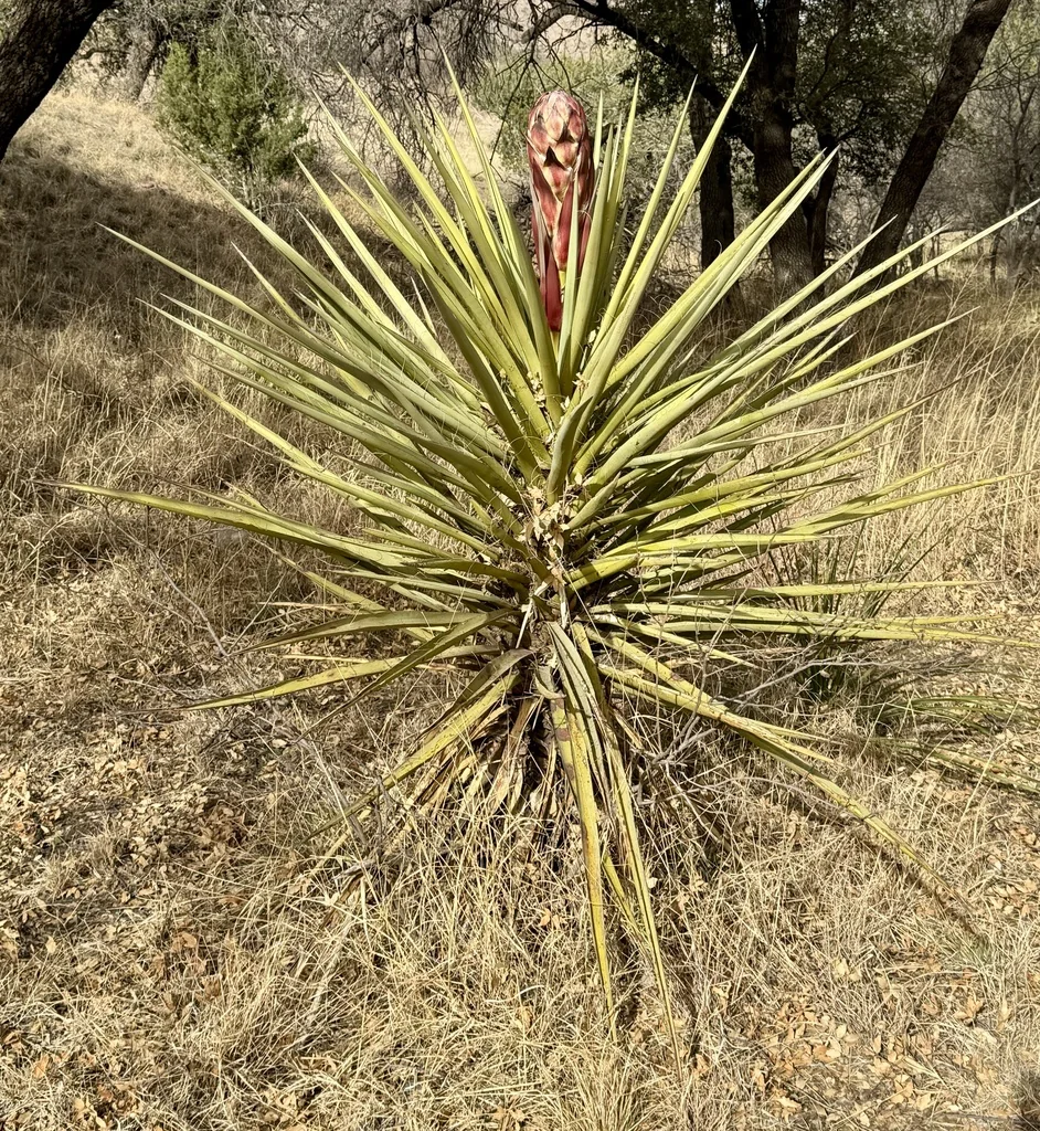 Yucca Torreyi