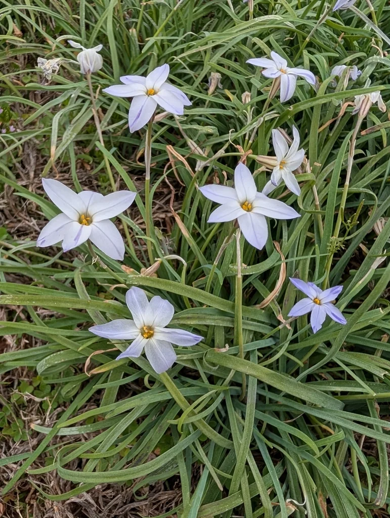 Ipheion Uniflorum
