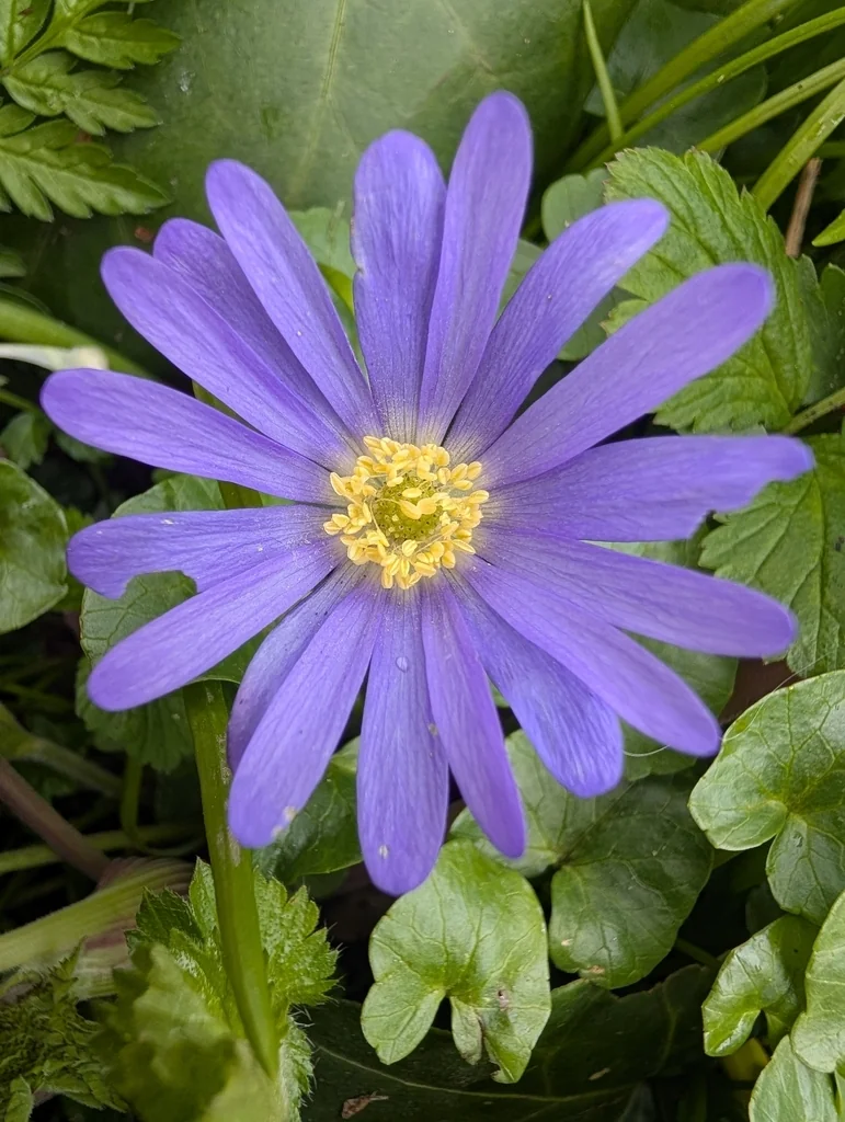Anemone Blanda