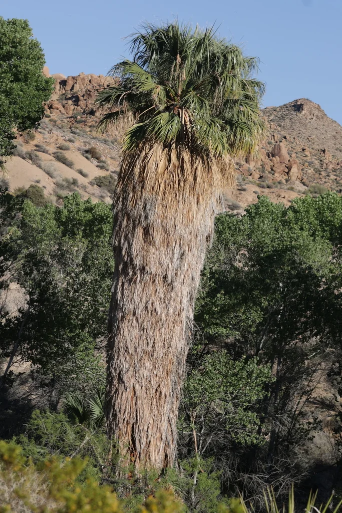 Washingtonia Filifera