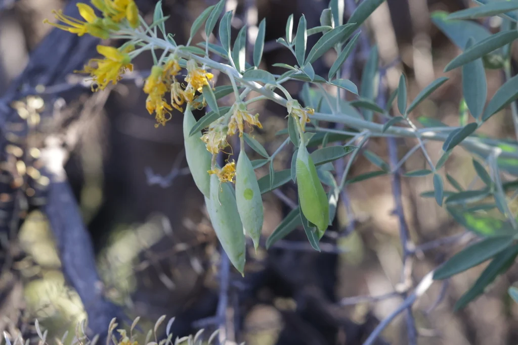 Isomeris Arborea