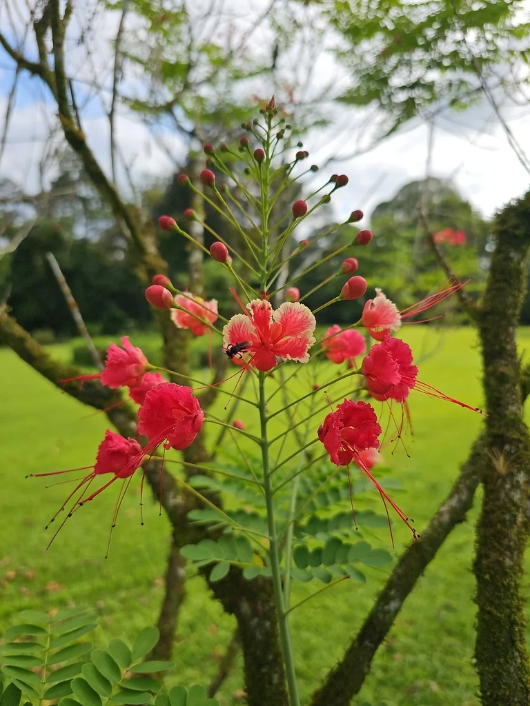 Caesalpinia Pulcherrima