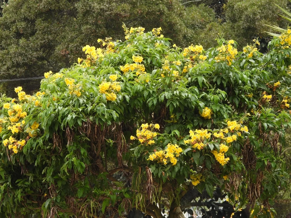 Tecoma Stans