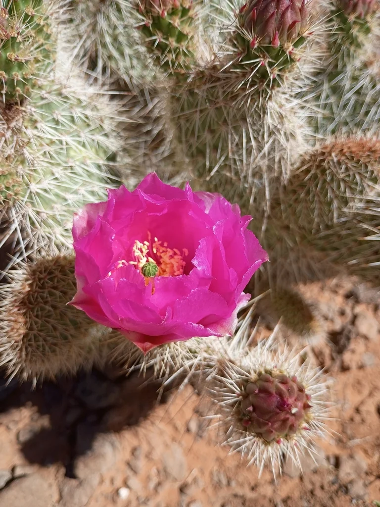 Opuntia Erinacea