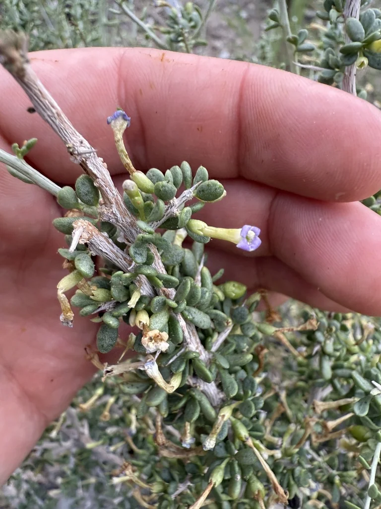 Lycium Andersonii