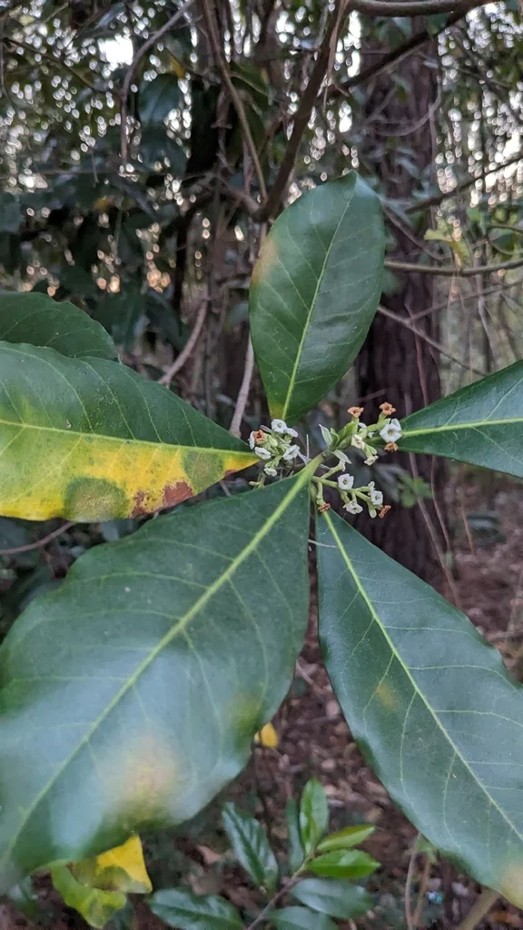 Osmanthus Americanus