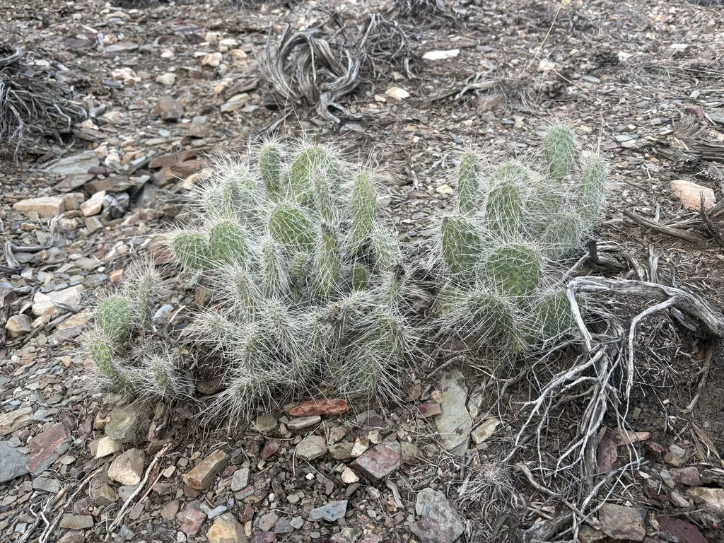 Opuntia Erinacea