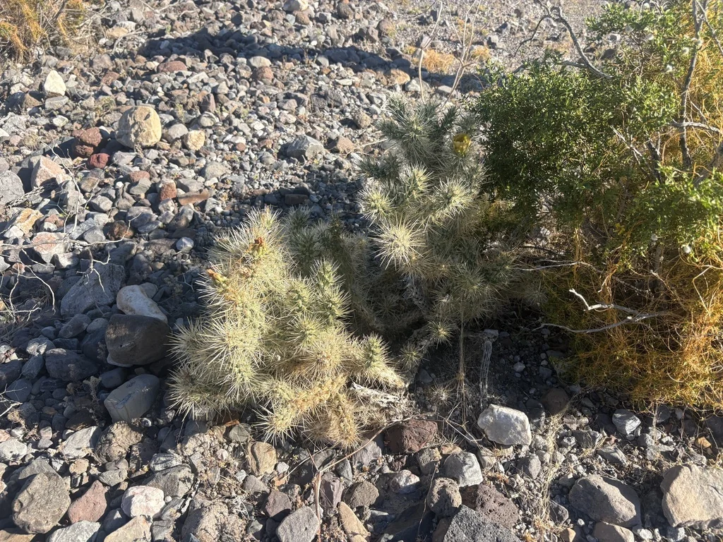 Cylindropuntia Echinocarpa