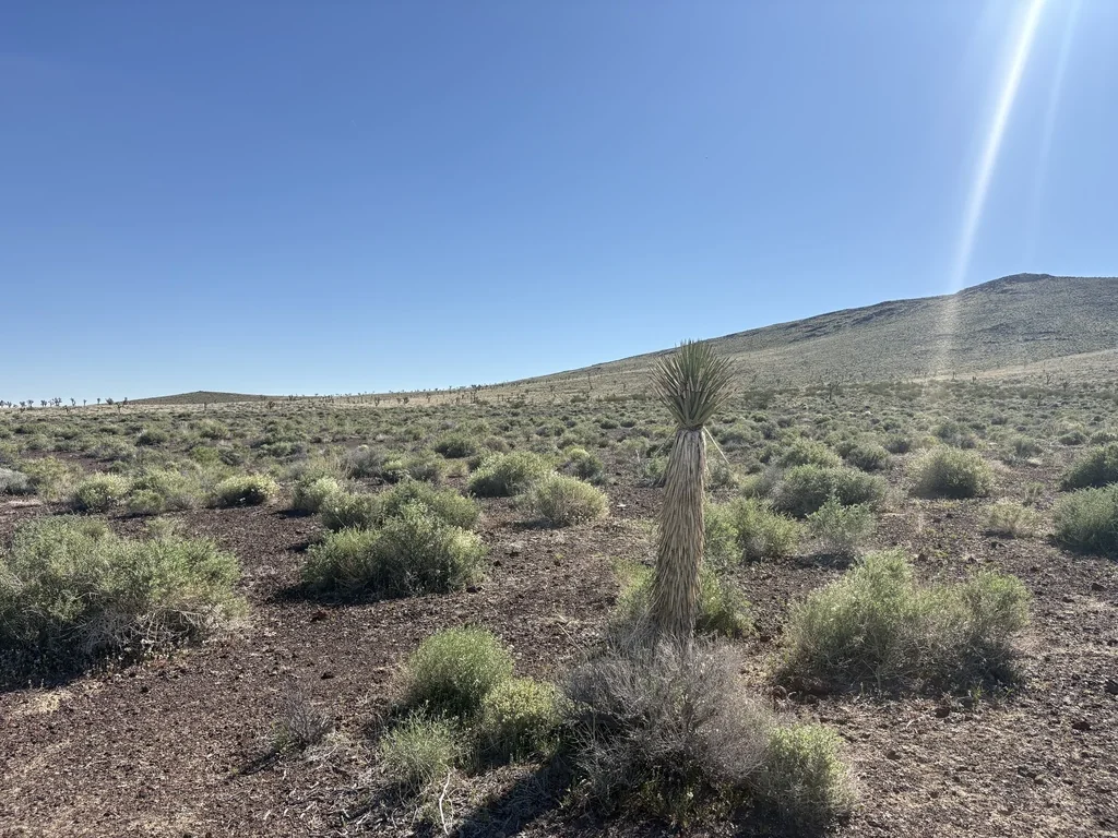 Yucca Brevifolia