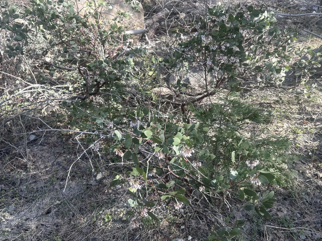 Arctostaphylos Patula