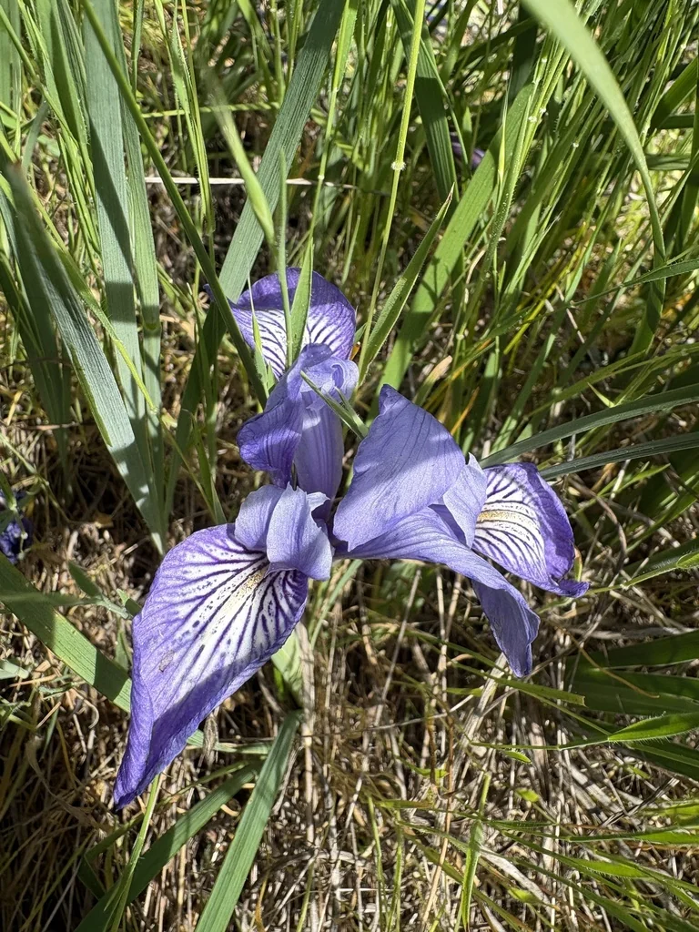 Iris Macrosiphon