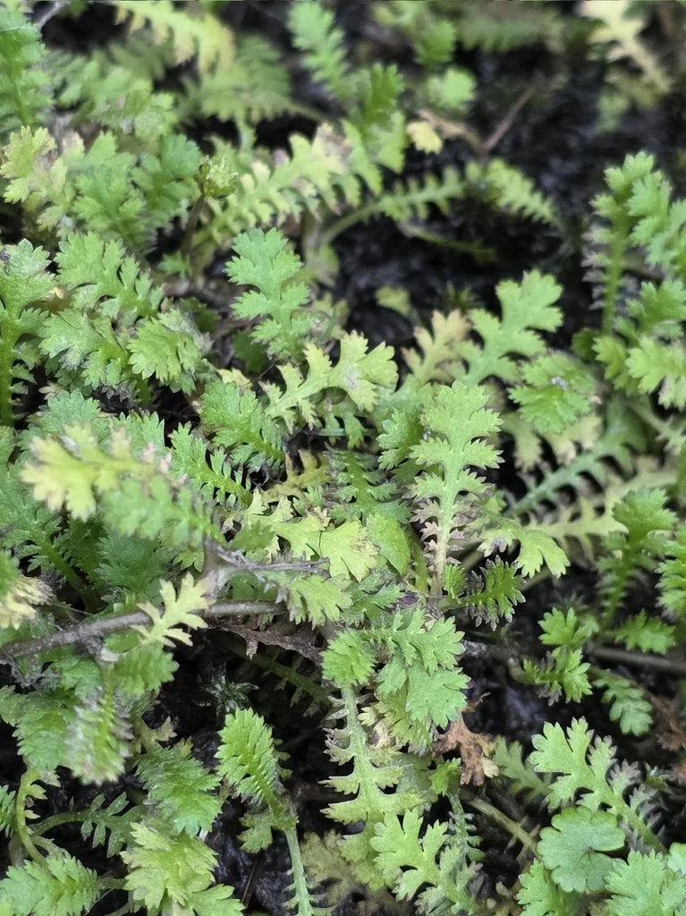 Leptinella Squalida