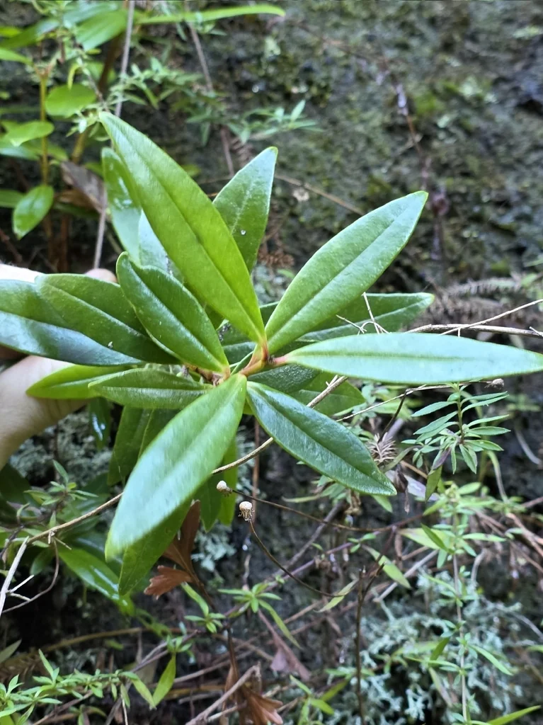 Metrosideros Excelsa