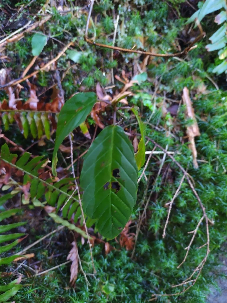 Frangula Purshiana