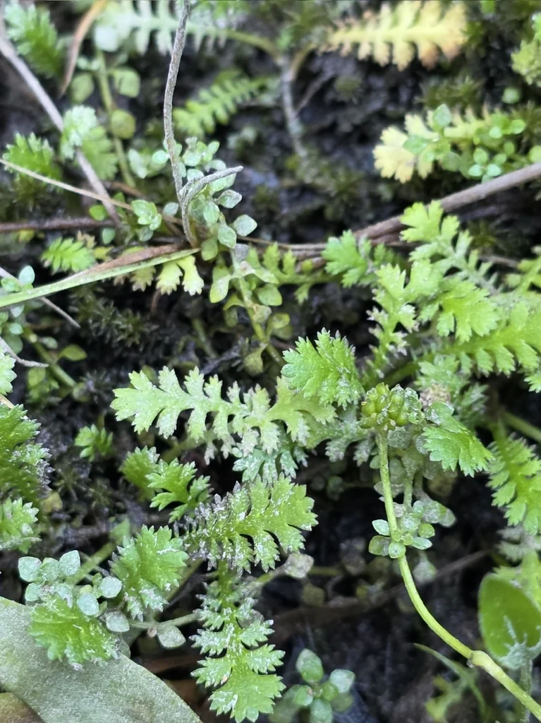 Leptinella Squalida