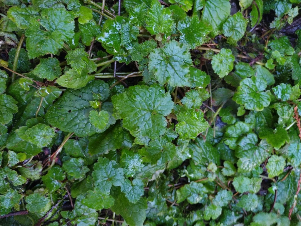 Tolmiea Menziesii