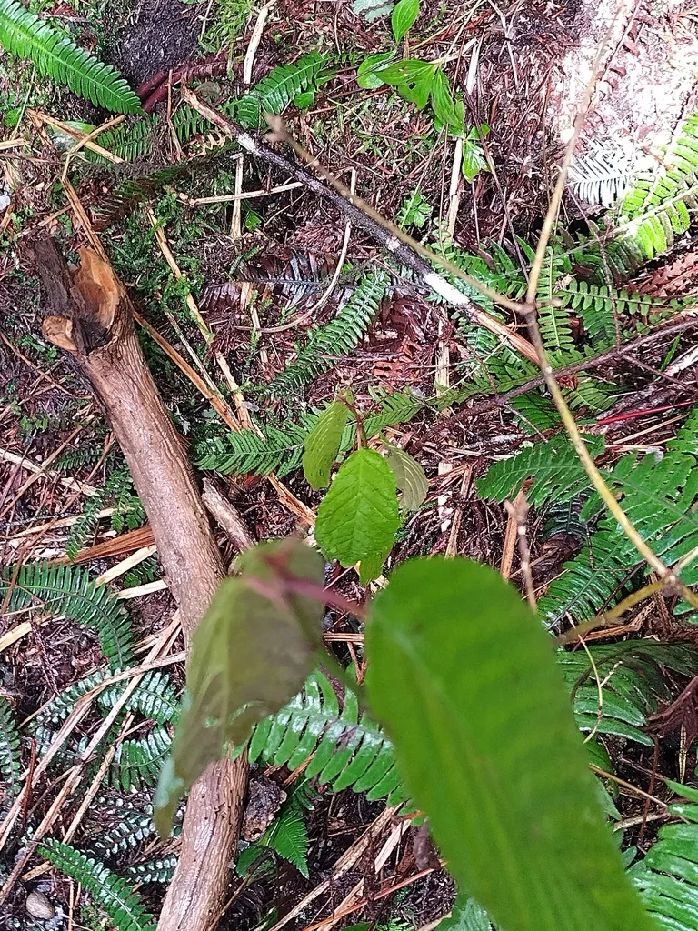 Frangula Purshiana