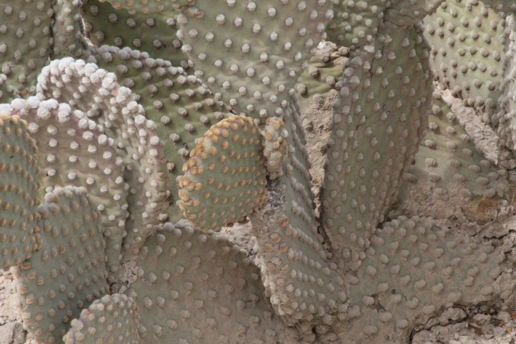 Opuntia Microdasys