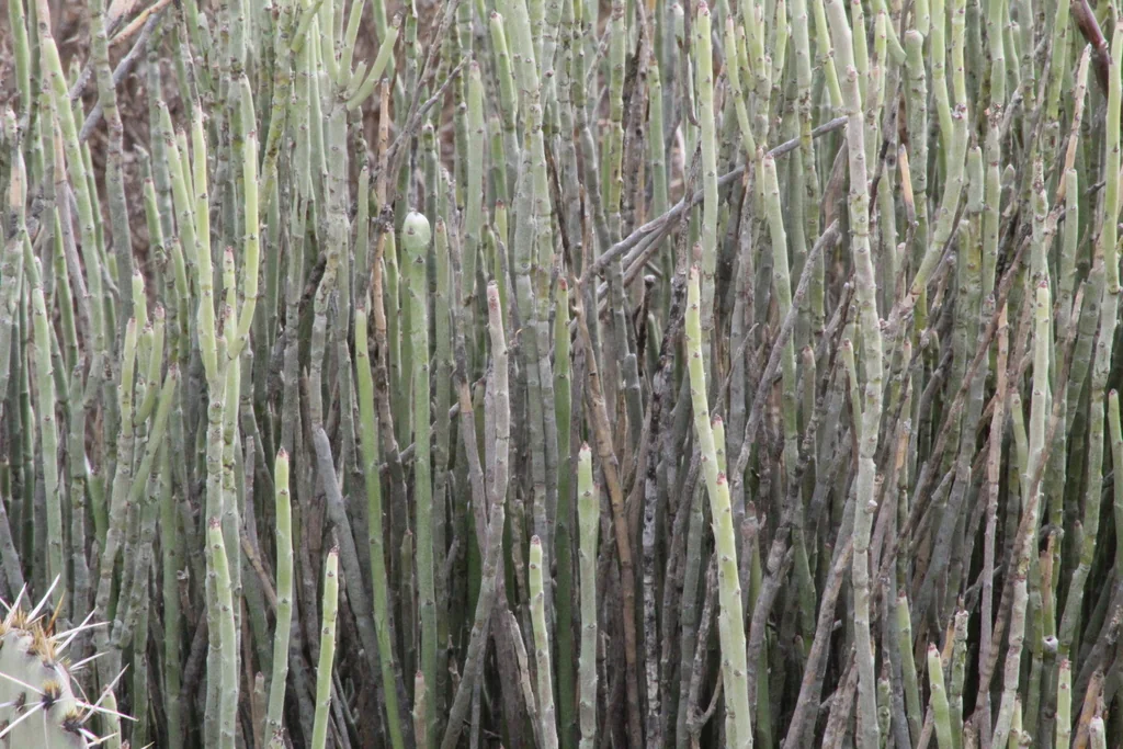 Euphorbia Antisyphilitica