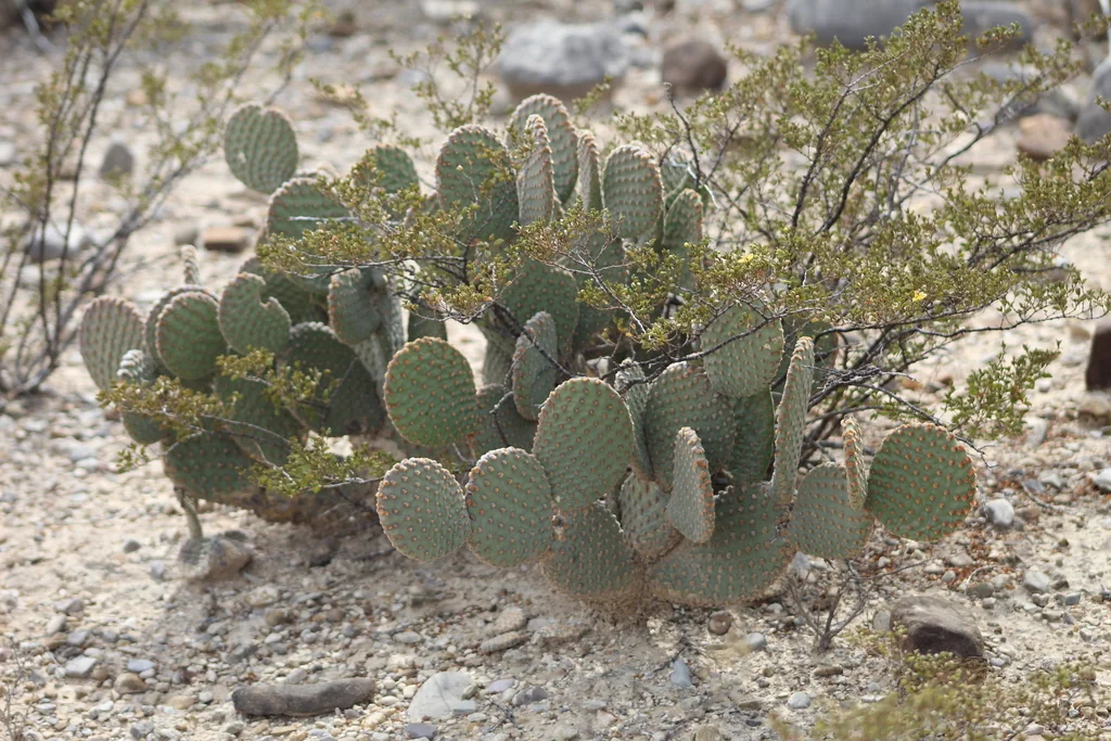 Opuntia Microdasys