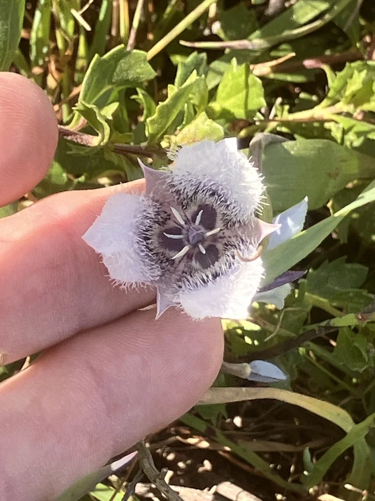 Calochortus Tolmiei