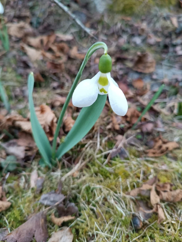 Galanthus Elwesii