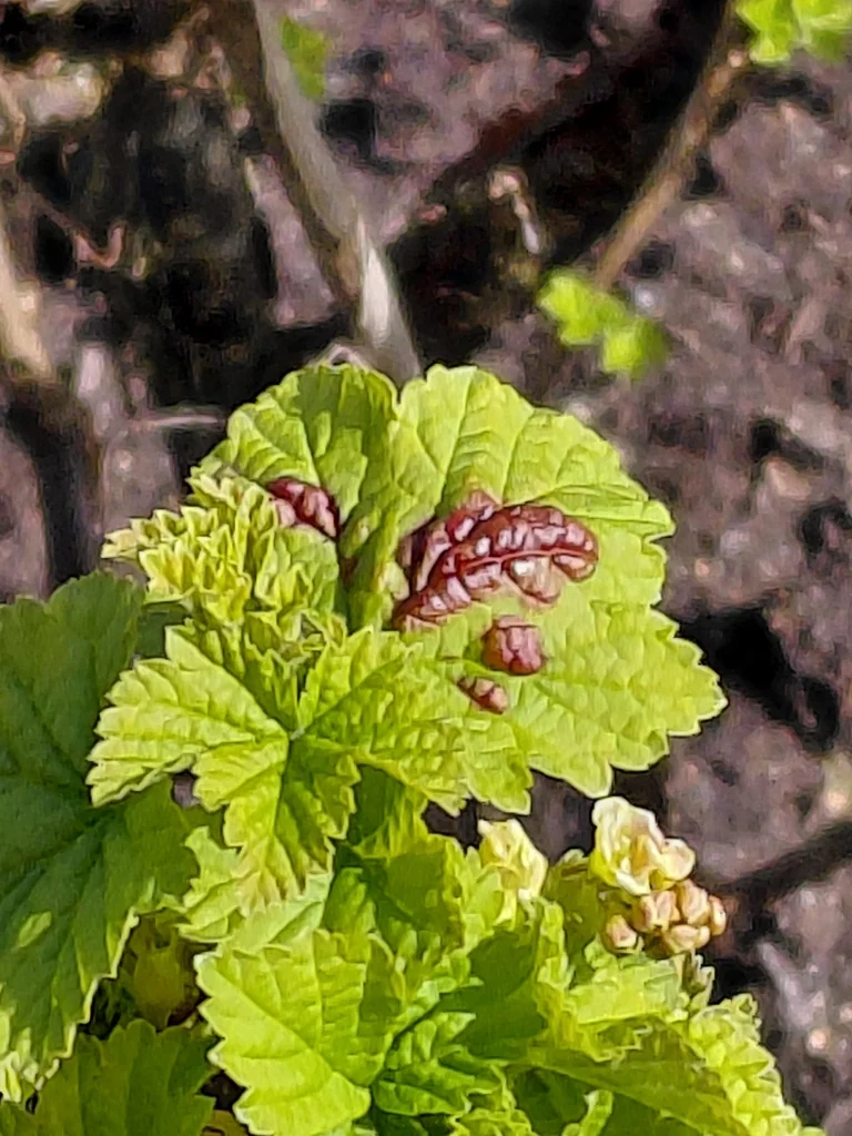 Ribes Rubrum