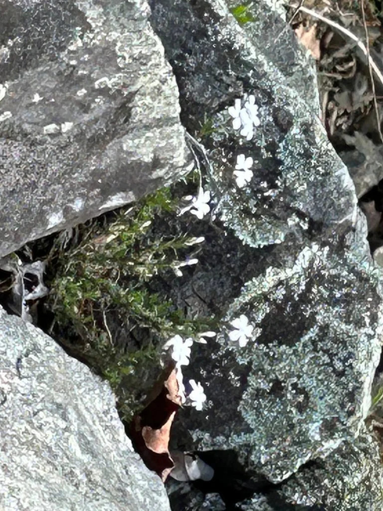 Phlox Subulata
